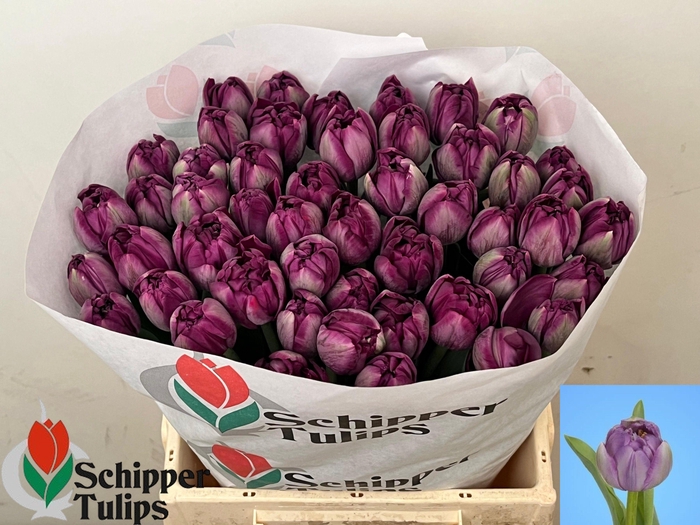 <h4>TU DU SAIGON DOUBLE</h4>