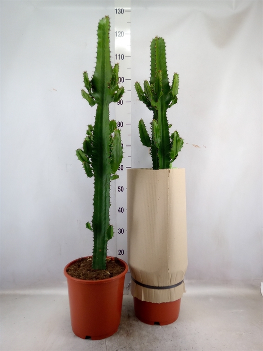 Euphorbia acrurensis