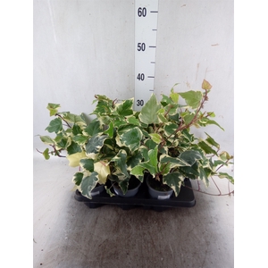 Hedera helix