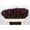 Leucadendron Saf Sunset Dark R.