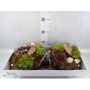 Arr.  Sempervivum L%