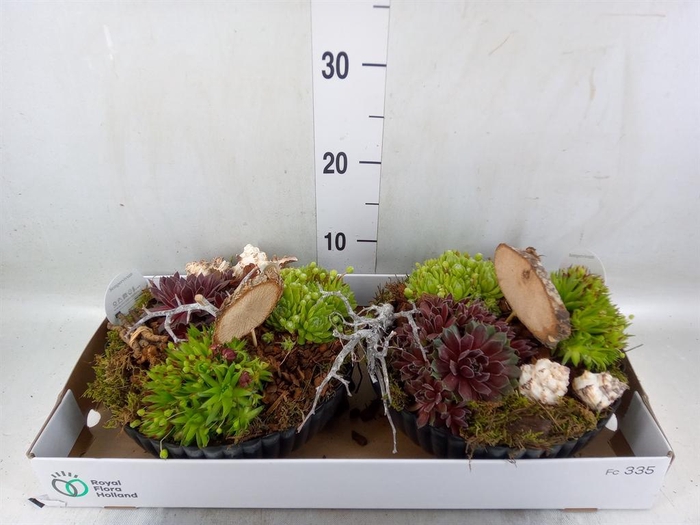 <h4>Arr.  Sempervivum L%</h4>