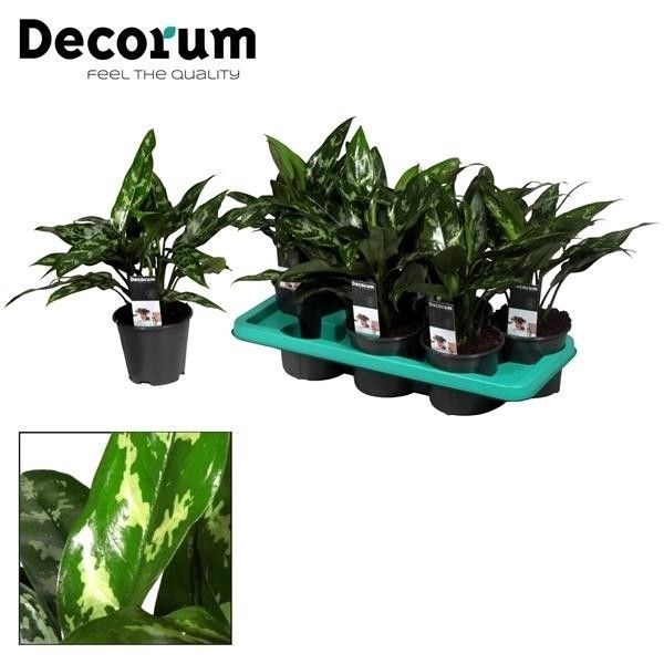 <h4>Aglaonema Maria (Decorum)</h4>