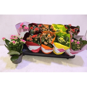arr8 Kalanchoe Double Deluxe Mix