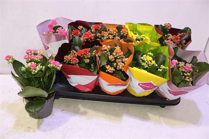<h4>arr8 Kalanchoe Double Deluxe Mix</h4>