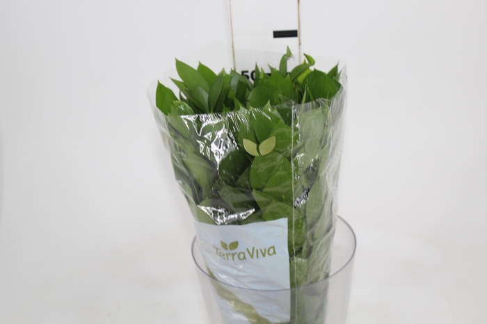 <h4>FOLHAGEM RUSCUS 050 CM</h4>