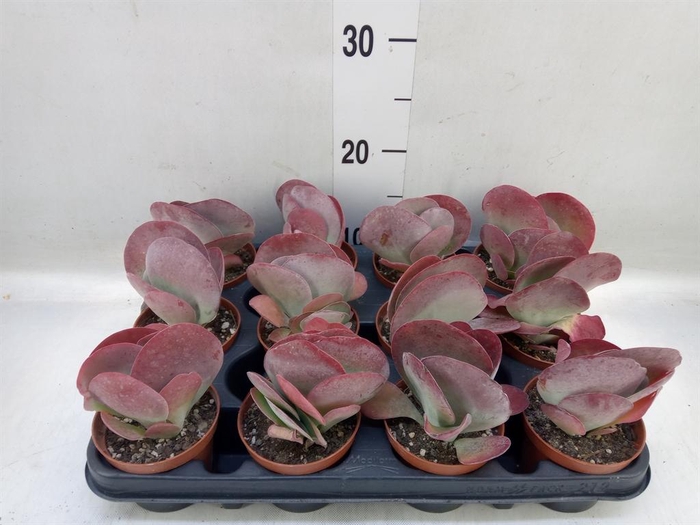 <h4>Kalanchoe NF   ...</h4>