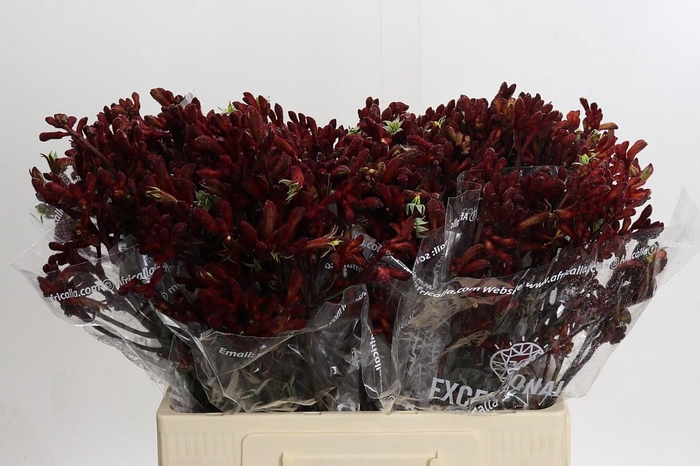 Anigozanthos Early Spring