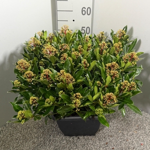 Skimmia japonica 'Rubesta Cuba' 4kante pot