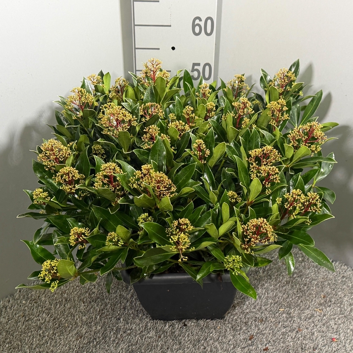 <h4>Skimmia japonica 'Rubesta Cuba' 4kante pot</h4>