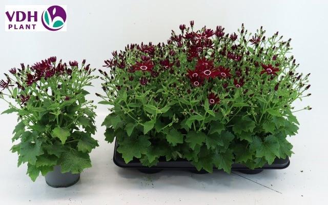 <h4>PERI C SEN RED</h4>