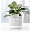 Philodendron White Wave in P&PURE Jade ceramics