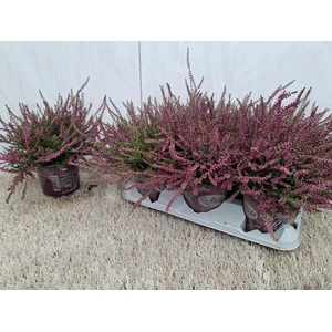 CALLU ECKART MIESSNE