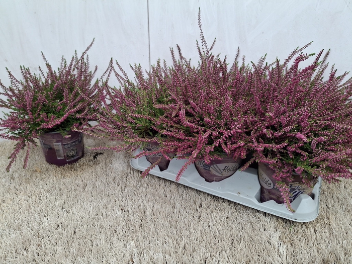 <h4>CALLU ECKART MIESSNE</h4>