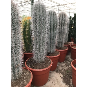 PACHYCEREUS PRINGLEI