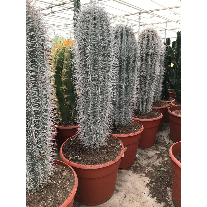 <h4>PACHYCEREUS PRINGLEI</h4>