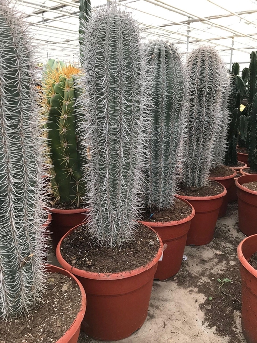 <h4>PACHYCEREUS PRINGLEI</h4>