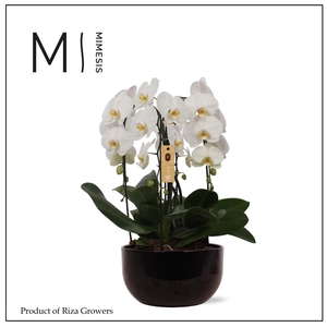 Phalaenopsis Arrangement Crown White 4 spike - 26cm in Saskia Black | Mimesis