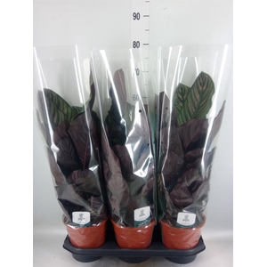 Calathea sanderiana
