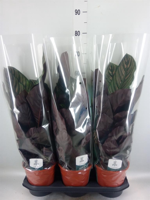 <h4>Calathea sanderiana</h4>