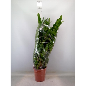 Zamioculcas zamiifolia