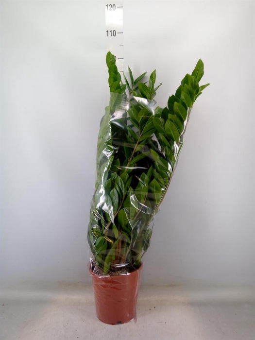 <h4>Zamioculcas zamiifolia</h4>