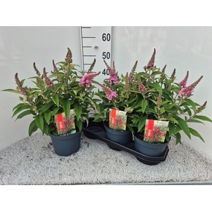 BUDD BFC LITTLE PINK
