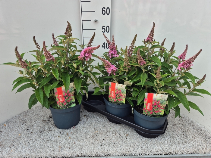 <h4>BUDD BFC LITTLE PINK</h4>