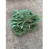 Abies Nobilis takken 5x 1 kg