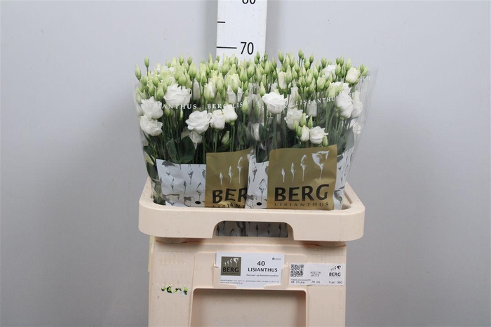 <h4>Eus G Rosi White</h4>