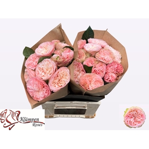 R GR SPRINGFIE PARK!