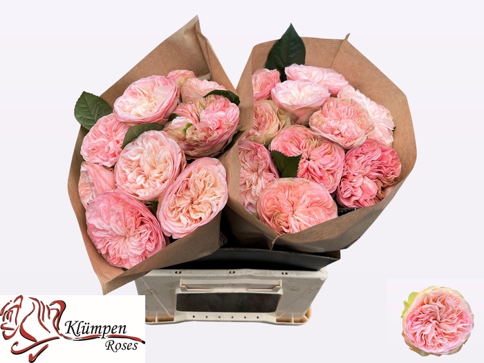 <h4>R GR SPRINGFIE PARK!</h4>