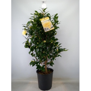 Camellia williamsii 'Jurys Yellow'