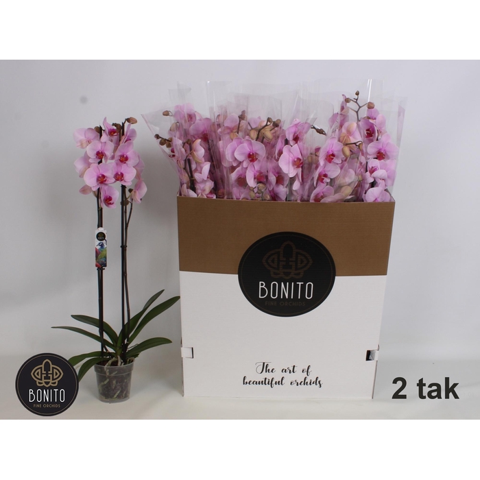 <h4>PHAL AN WASHINGTO</h4>