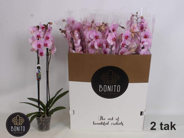 <h4>PHAL AN WASHINGTO</h4>