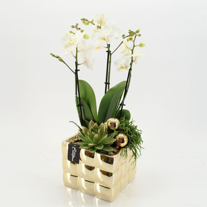 <h4>Arr. Phalaenopsis H%</h4>
