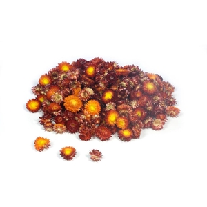 Helichrysum Heads Kg Natural Red