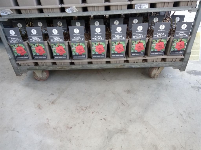 <h4>Rosa FL 'Nina Weibull'</h4>