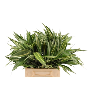 Sanderiana Victory ( Box )