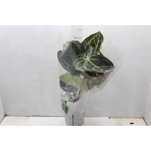 ANTHURIUM CRYSTALLINUM P17