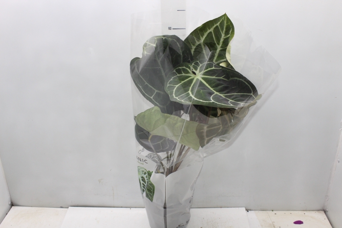 <h4>ANTHURIUM CRYSTALLINUM P17</h4>