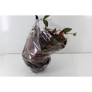 BEGONIA RADICANS BRONZE FORM C21