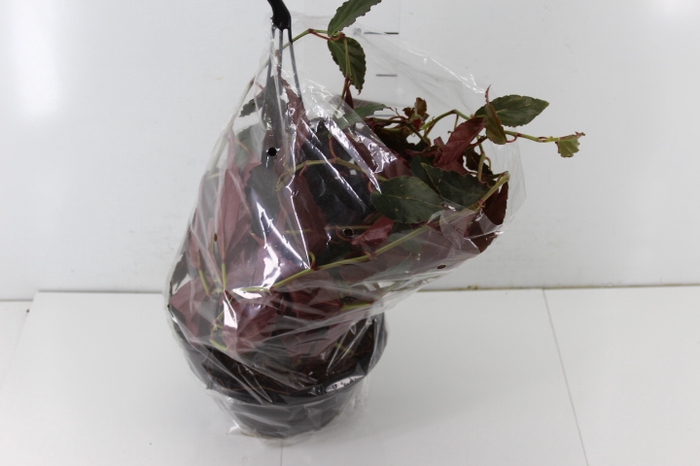 BEGONIA RADICANS BRONZE FORM C21