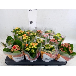 Kalanchoe blos. 'RoyalDon'   ..mix