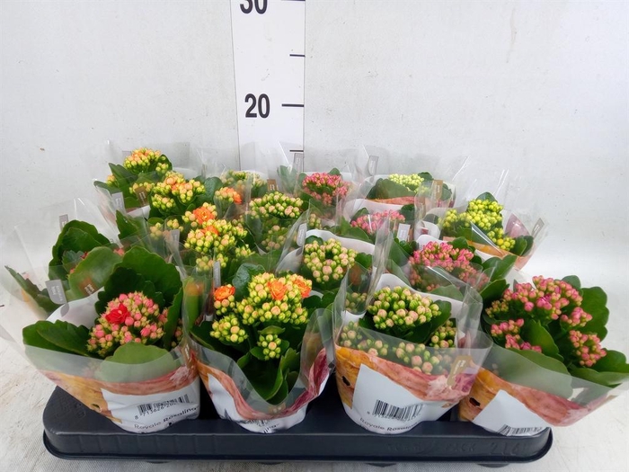 <h4>Kalanchoe blos. 'RoyalDon'   ..mix</h4>