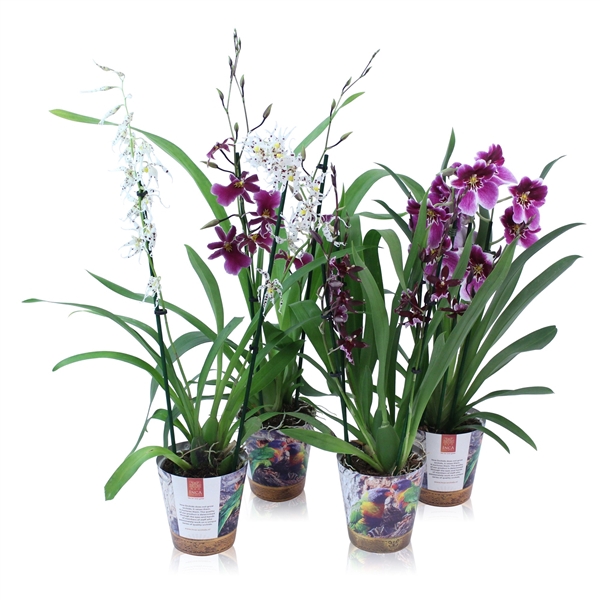 <h4>Inca Orchid mix 2 spike Purple-Pink-White in Jungle cover</h4>