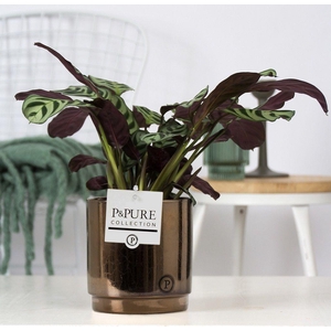 Ctenanthe Burle Marxii in P&PURE Juliette ceramics goldbronze