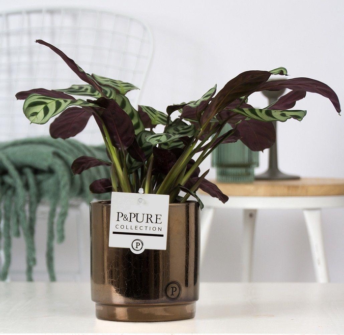 <h4>Ctenanthe Burle Marxii in P&PURE Juliette ceramics goldbronze</h4>