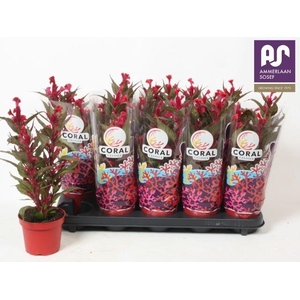 CEL CR HOT TOP PURPL