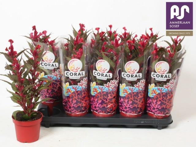 <h4>CEL CR HOT TOP PURPL</h4>